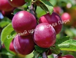 Алыча Дюймовочка
