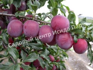 Алыча Красная лента