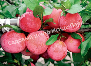 Алыча Красномясая