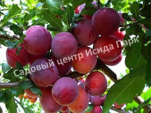 Алыча Красный шар