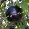 Алыча Кремень 2