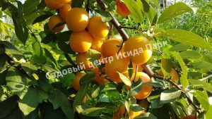 Алыча Румяная зорька