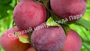 Алыча Ярило