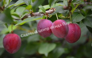 Алыча Зарница