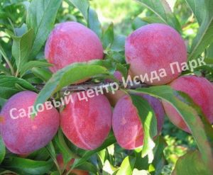 Алыча Жемчужина