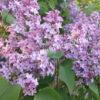 Сирень Аметист (Lilac Amethyst) 7