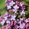 Сирень Аметист (Lilac Amethyst) 8