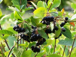 Арония черноплодная Черноокая