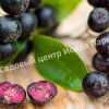 Арония черноплодная Чёрная жемчужина 1