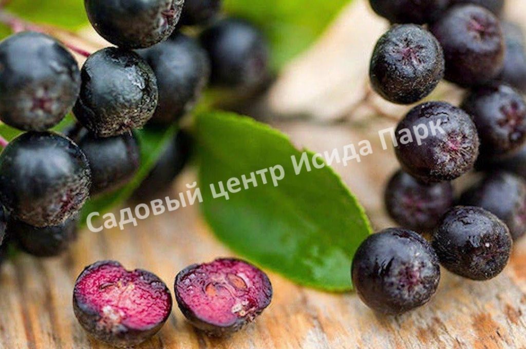 Арония черноплодная Чёрная жемчужина
