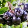 Арония черноплодная Галичанка 2