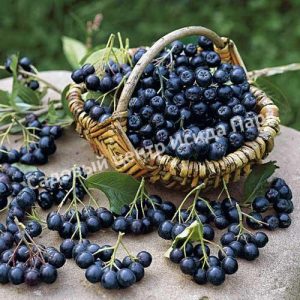 Арония черноплодная Галичанка