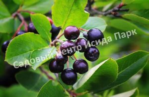 Арония черноплодная Мичурина