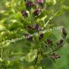 Сирень Аукубифолия (Aucubaefolia) 10