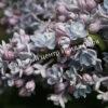 Сирень Аукубифолия (Aucubaefolia) 11