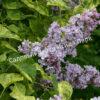 Сирень Аукубифолия (Aucubaefolia) 4