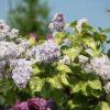 Сирень Аукубифолия (Aucubaefolia) 5