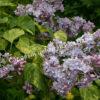 Сирень Аукубифолия (Aucubaefolia) 6