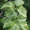 Сирень Аукубифолия (Aucubaefolia) 7