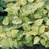 Сирень Аукубифолия (Aucubaefolia) 8