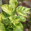 Сирень Аукубифолия (Aucubaefolia) 9