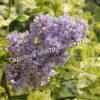 Сирень Аукубифолия (Aucubaefolia) 13