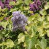 Сирень Аукубифолия (Aucubaefolia) 14