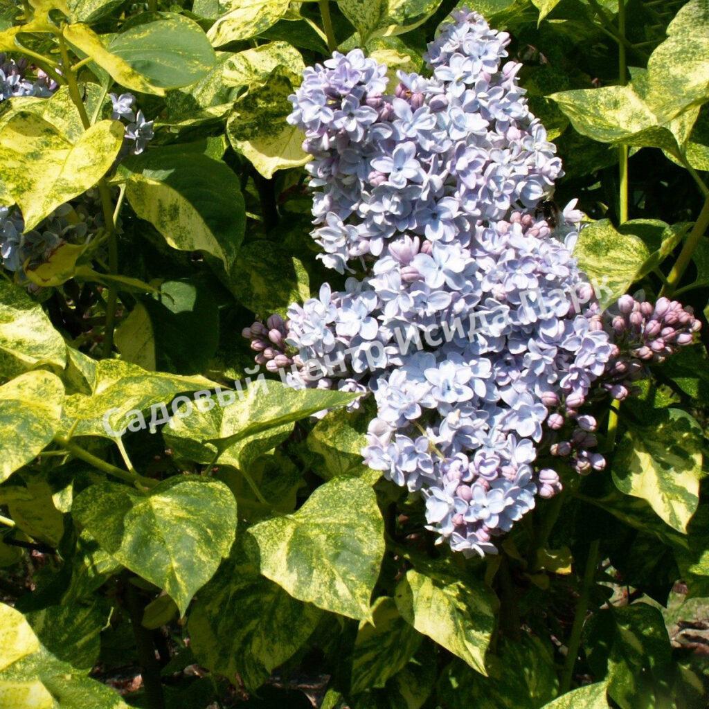 Сирень Аукубафолия (Aucubaefolia)