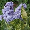 Сирень Аукубафолия (Aucubaefolia) 4