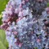 Сирень Аукубафолия (Aucubaefolia) 5