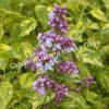Сирень Аукубафолия (Aucubaefolia) 7