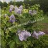 Сирень Аукубафолия (Aucubaefolia) 8