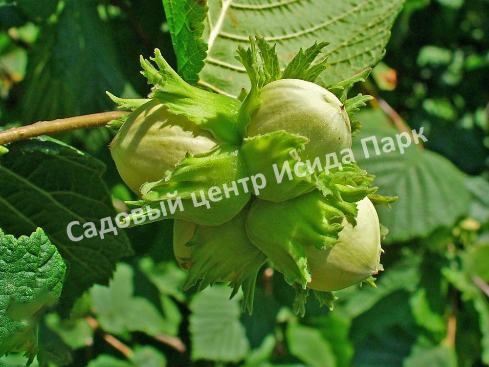 Лещина обыкновенная (Corylus avellana) Лещина обыкновенная (Corylus avellana)