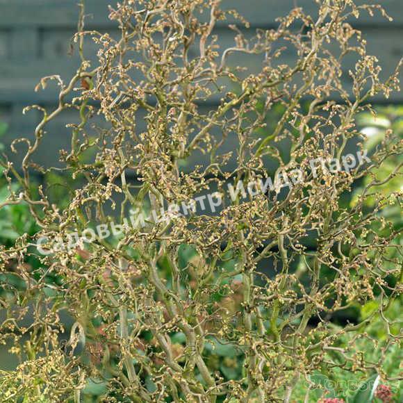 Лещина обыкновенная Твистер (Twister) Лещина обыкновенная Твистер (Twister)