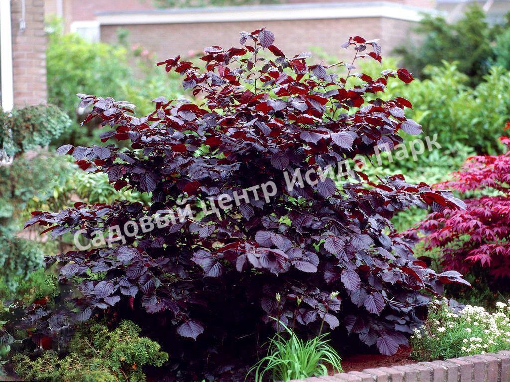 Лещина обыкновенная Перпл Амбрелла (Purple Umbrella) Лещина обыкновенная Перпл Амбрелла (Purple Umbrella)