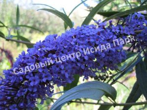 Буддлея Асиан Мун