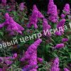 Буддлея Дартмур 2