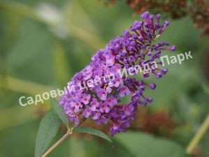 Буддлея Дартмур
