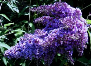 Буддлея Грув Грапе