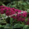 Буддлея Кардинал 2