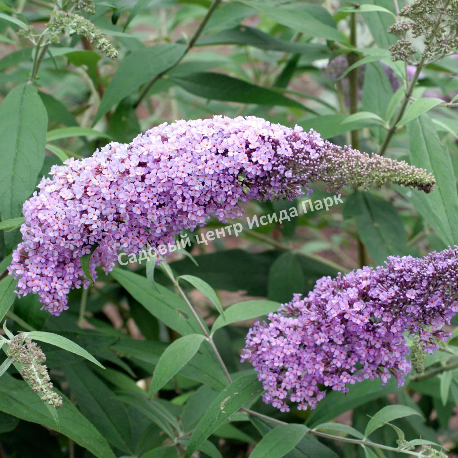 Будлея фото и описание. Буддлея Давида Gulliver. Буддлея Давида Buddleja davidii. Buddleja davidii Gulliver. Буддлея Давида саммэрланж.