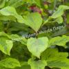 Сирень гималайская Ауреовариегата (emodi Aureovariegata) 8