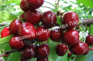 Черешня Июньская ранняя