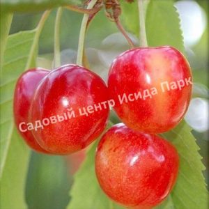 Черешня Медуница