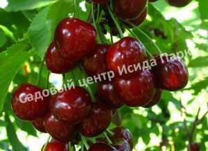Черешня Милана
