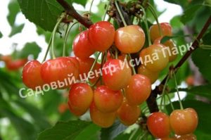 Черешня Подарок Рязани