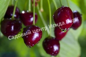 Черешня Подарок Степанову