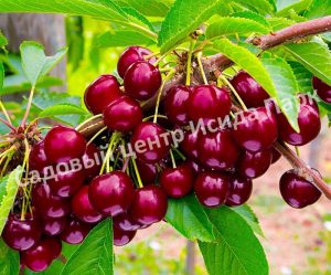 Черешня Россошанская крупная