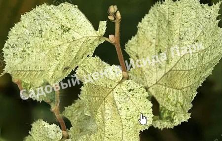 Лещина обыкновенная Агнешка (Agnieszka) Лещина обыкновенная Агнешка (Agnieszka)