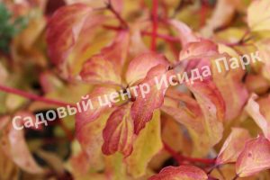 Дерен кроваво-красный Эннис Винтер Оранж